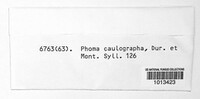 Image of Phomopsis caulographa